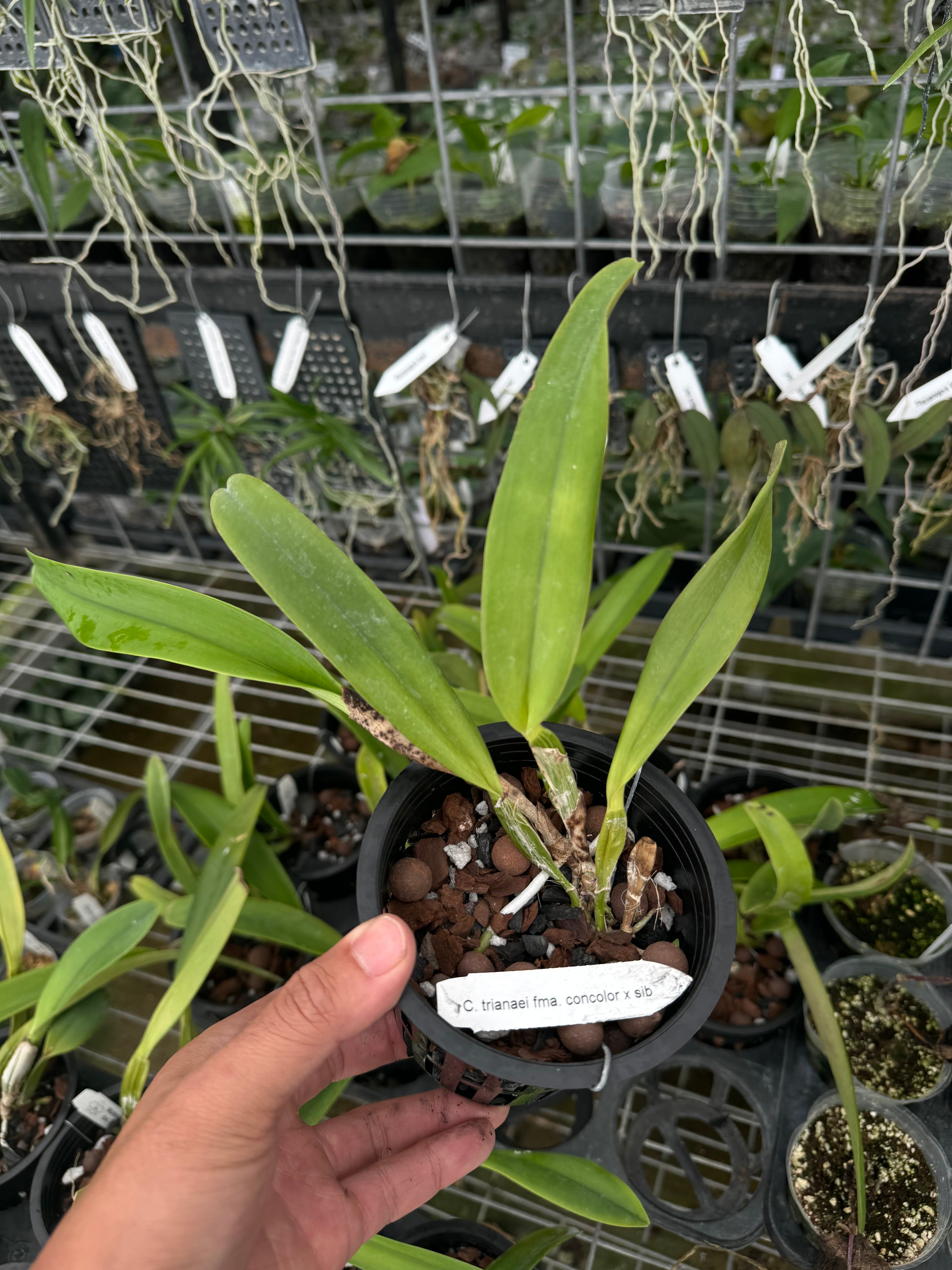 Cattleya trianae var. concolor