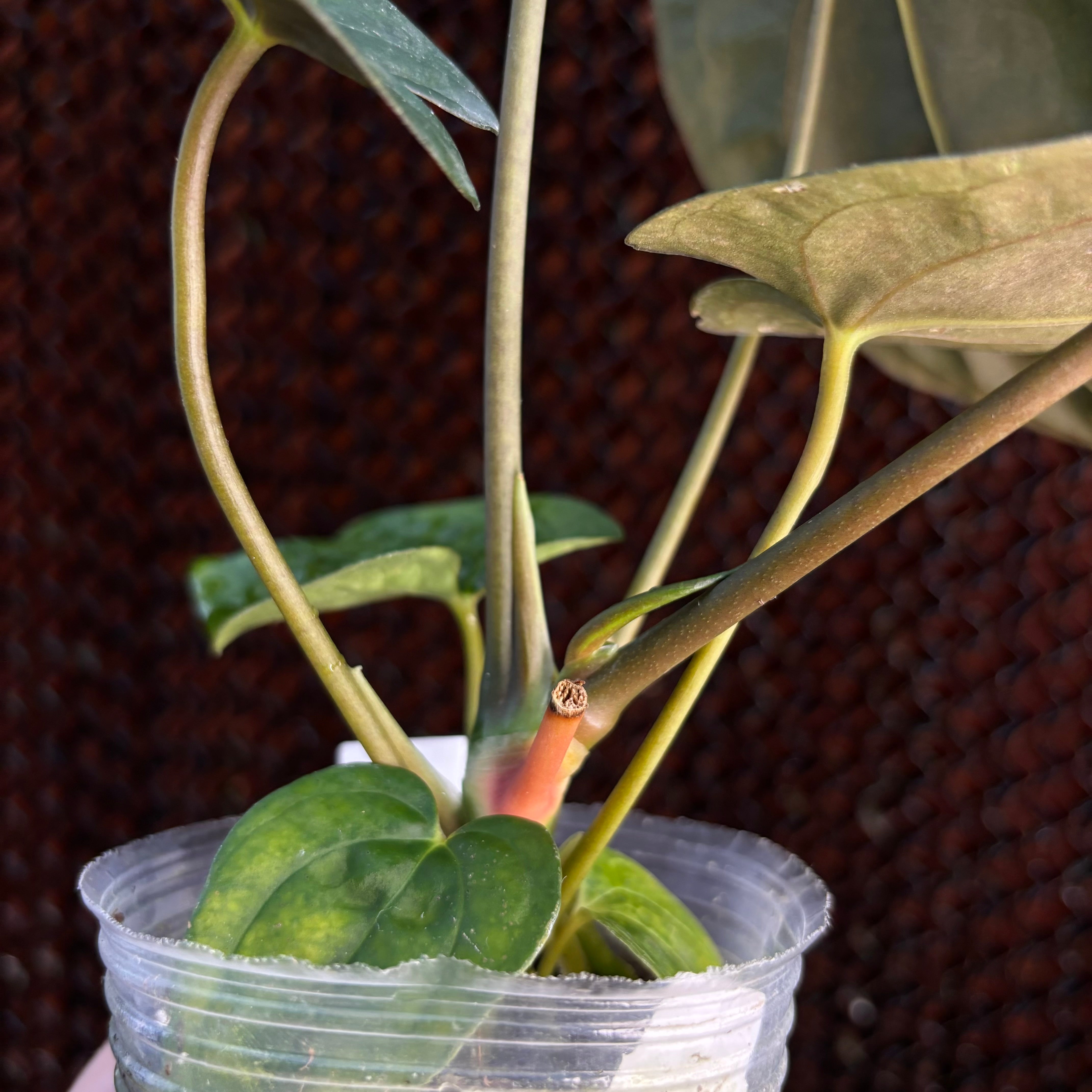 A. papillilaminum ‘Voldemort’ x papillilaminum GY (EXACT PLANT, flowering)