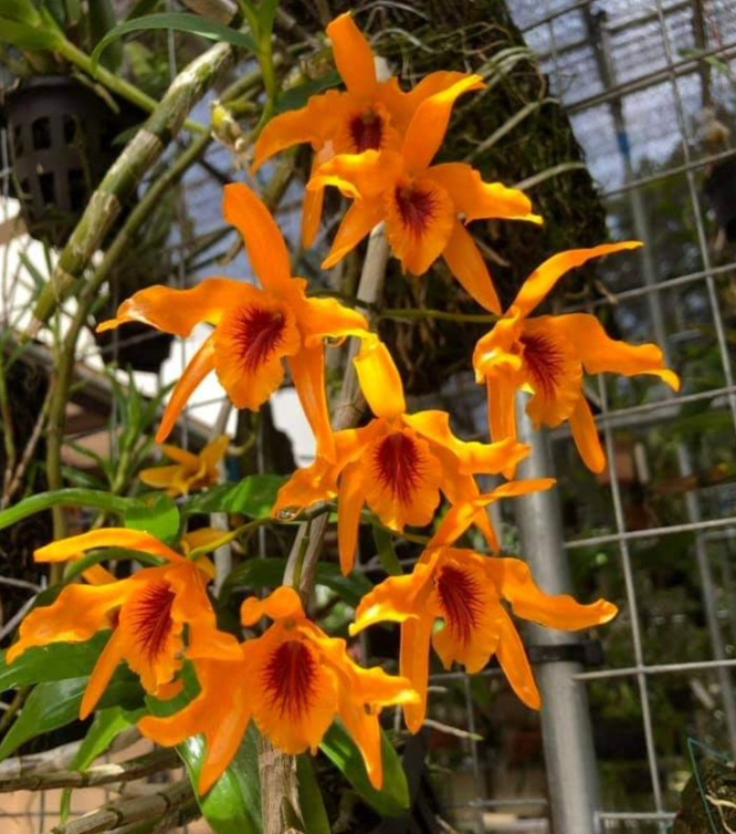 Den. Chantaboon Sunrise