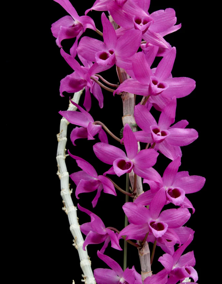 Dendrobium anosmum