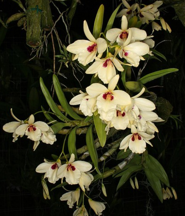 Dendrobium albosanguineum