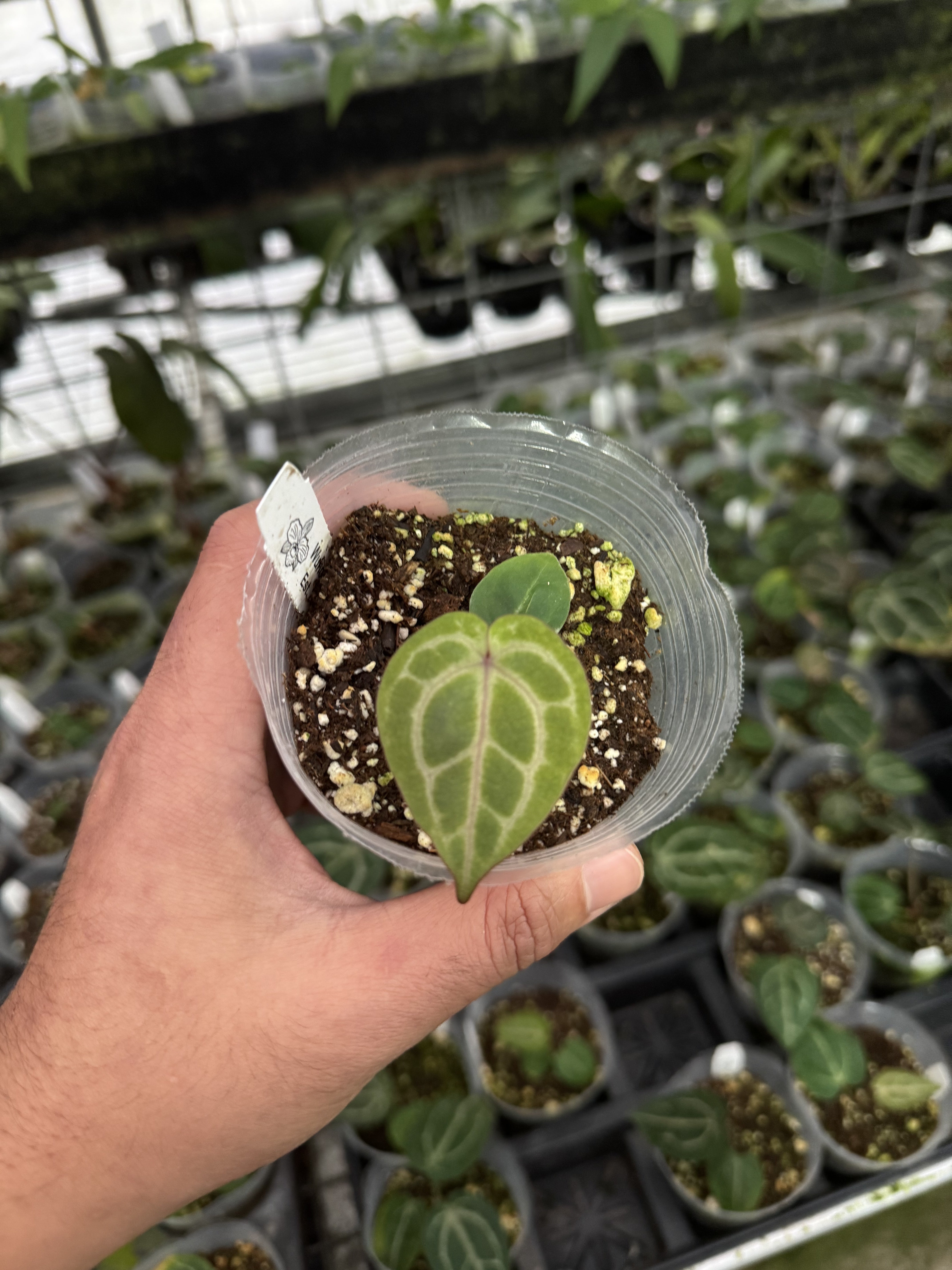 Anthurium GC Red Crystal Small