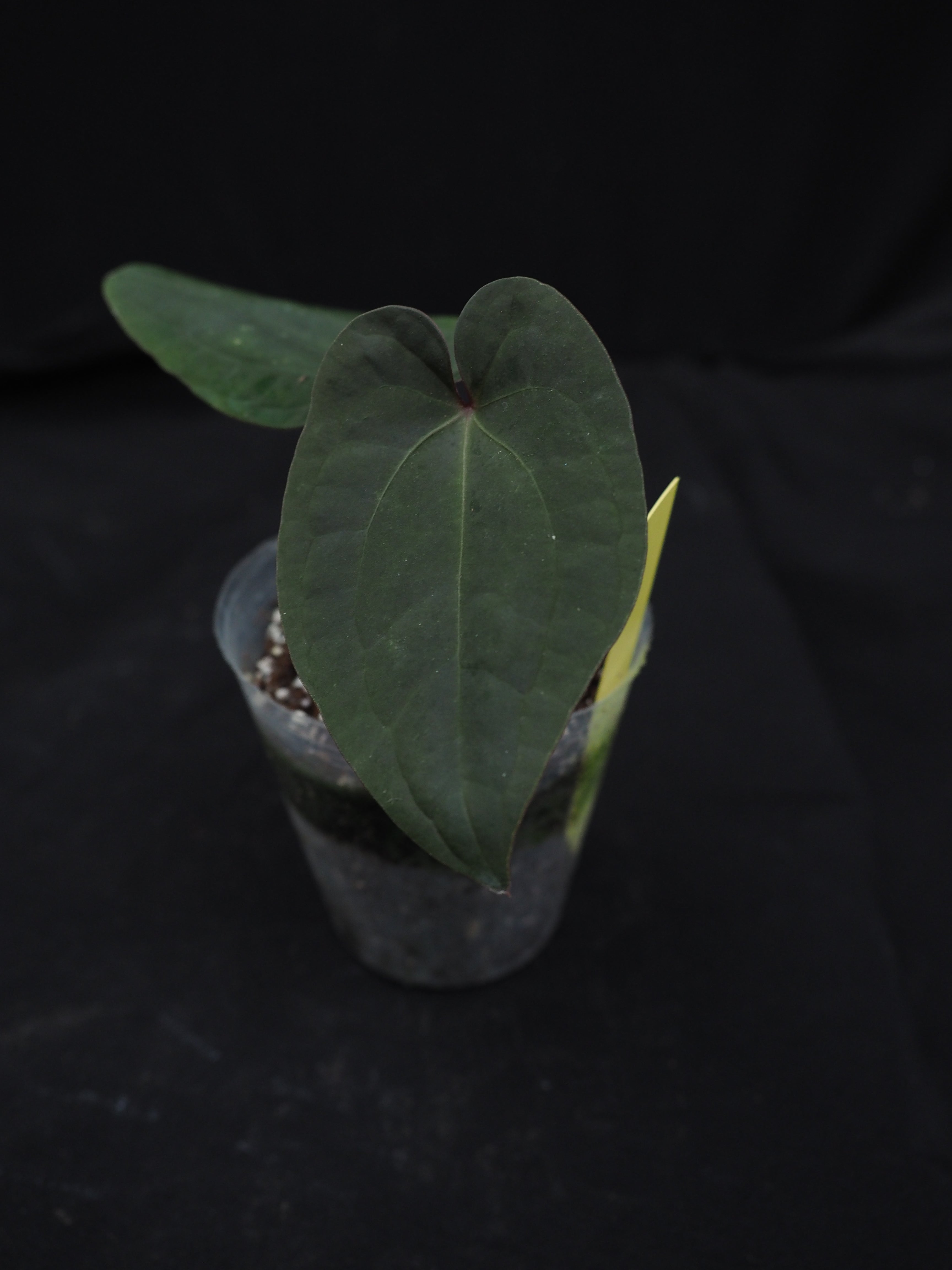 0412 Anthurium AOS dark form x dressleri cv Eastern Panama Wu1