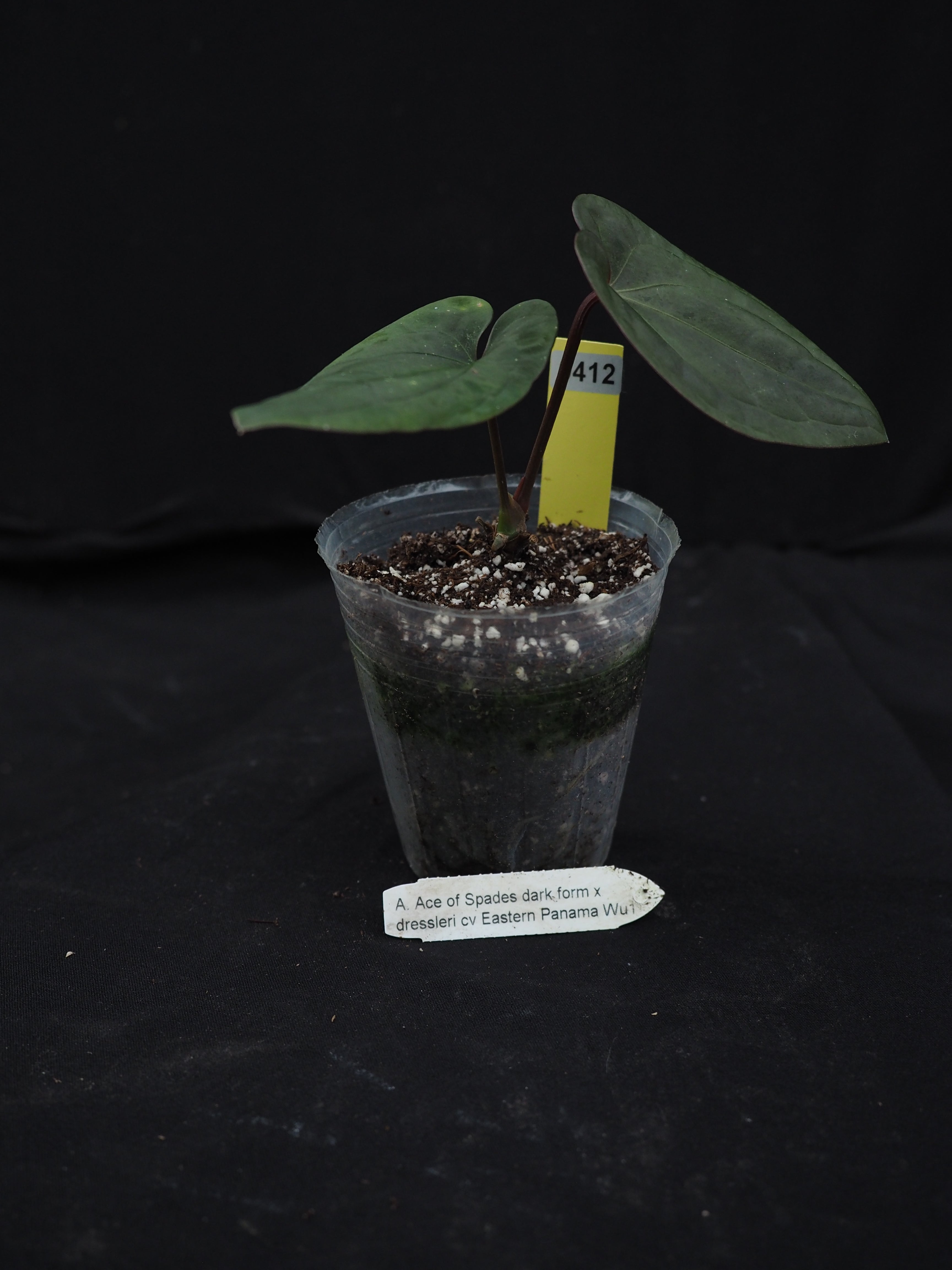 0412 Anthurium AOS dark form x dressleri cv Eastern Panama Wu1