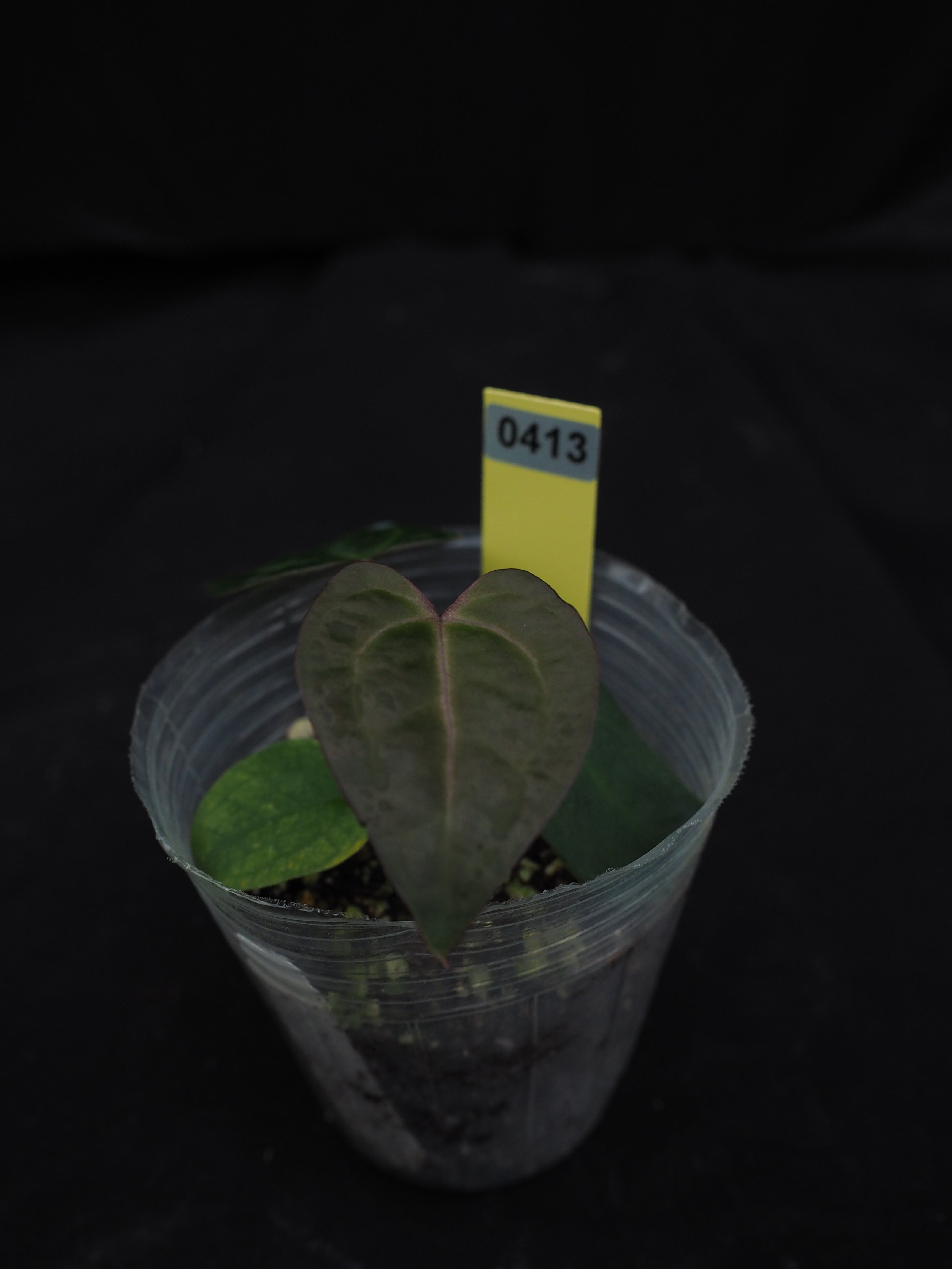 0413 Anthurium AOS dark form x Red Crystal Wu1