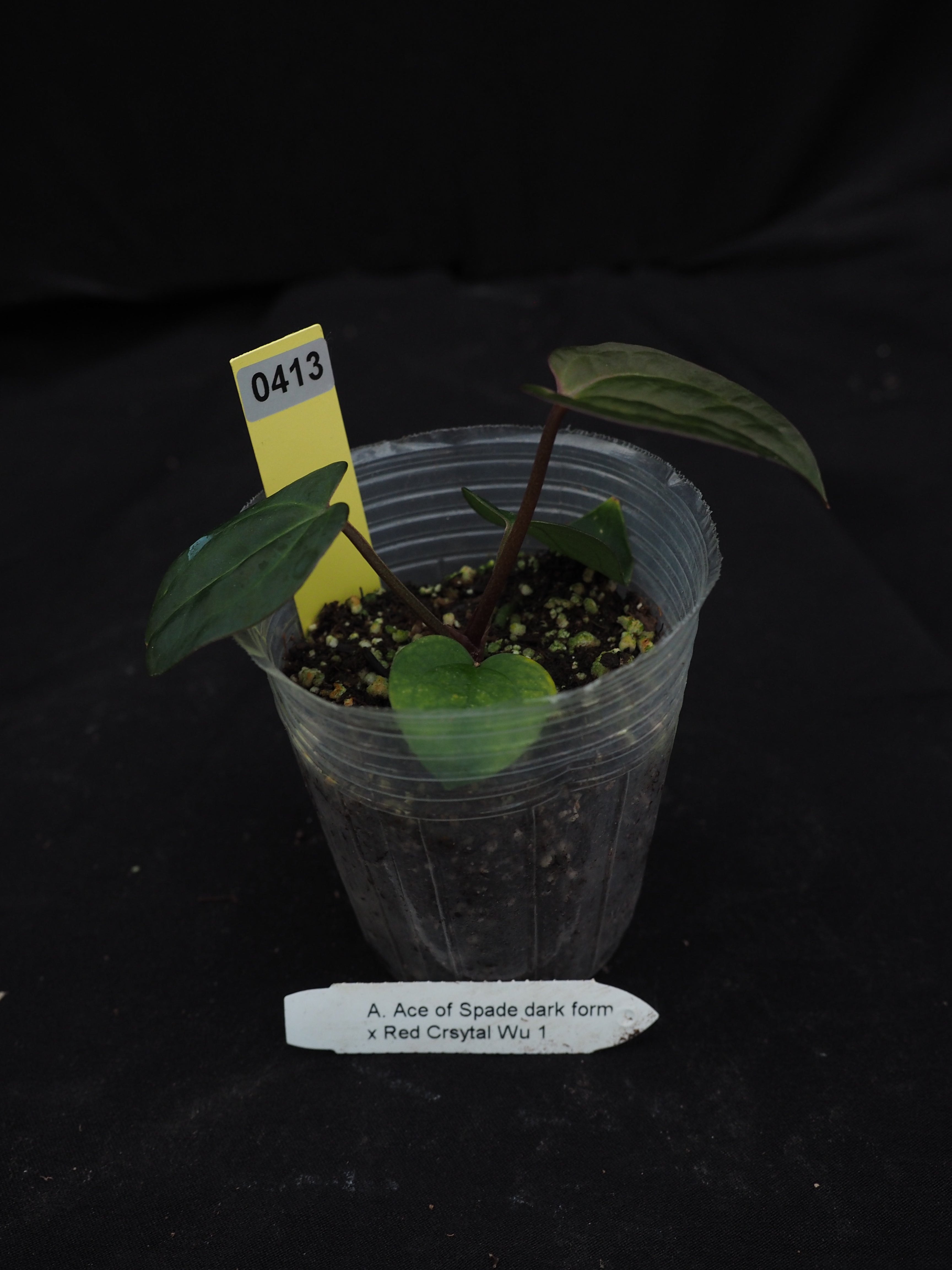 0413 Anthurium AOS dark form x Red Crystal Wu1