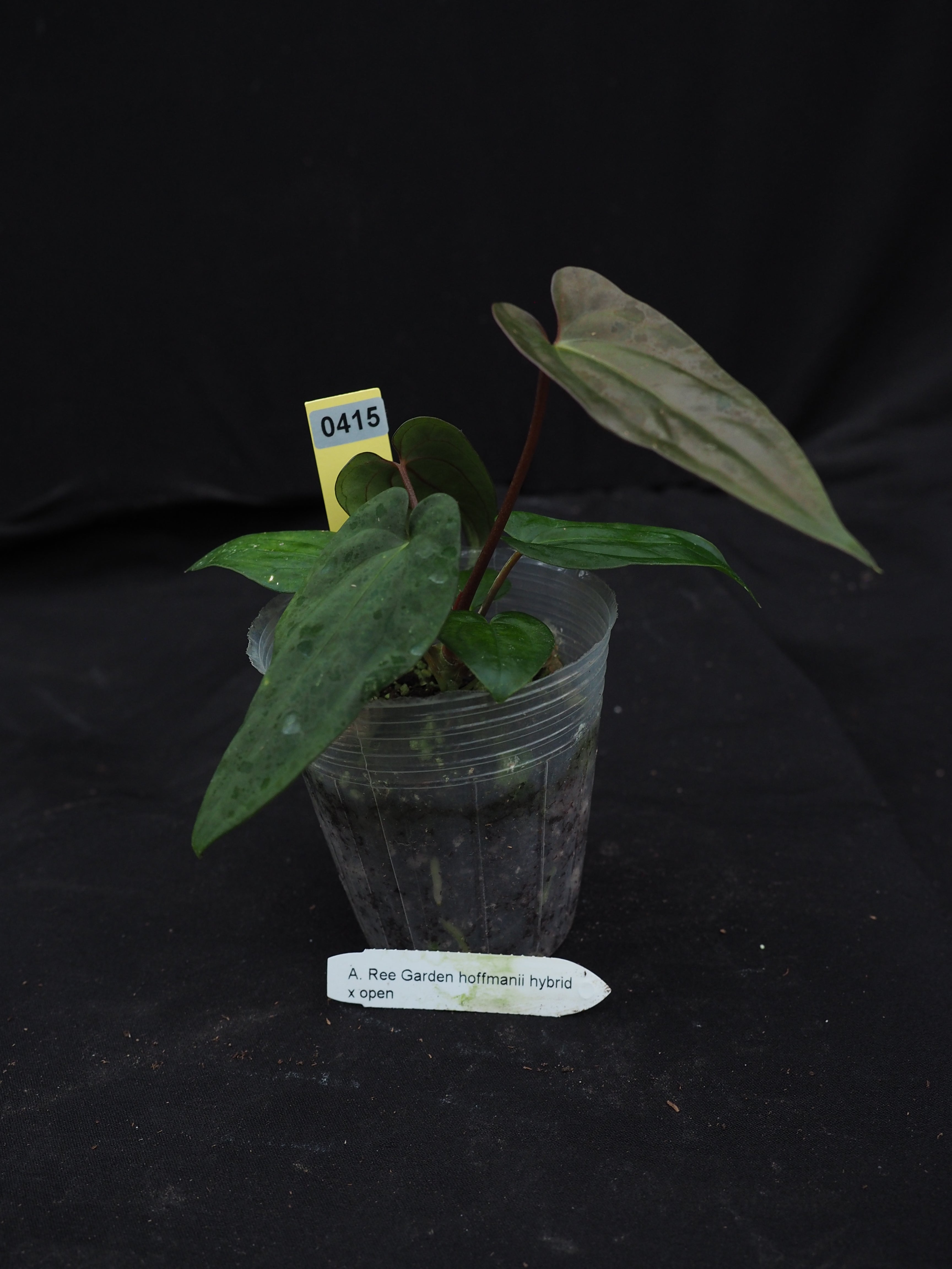 0415 Anthurium hoffmanii hybrid x open