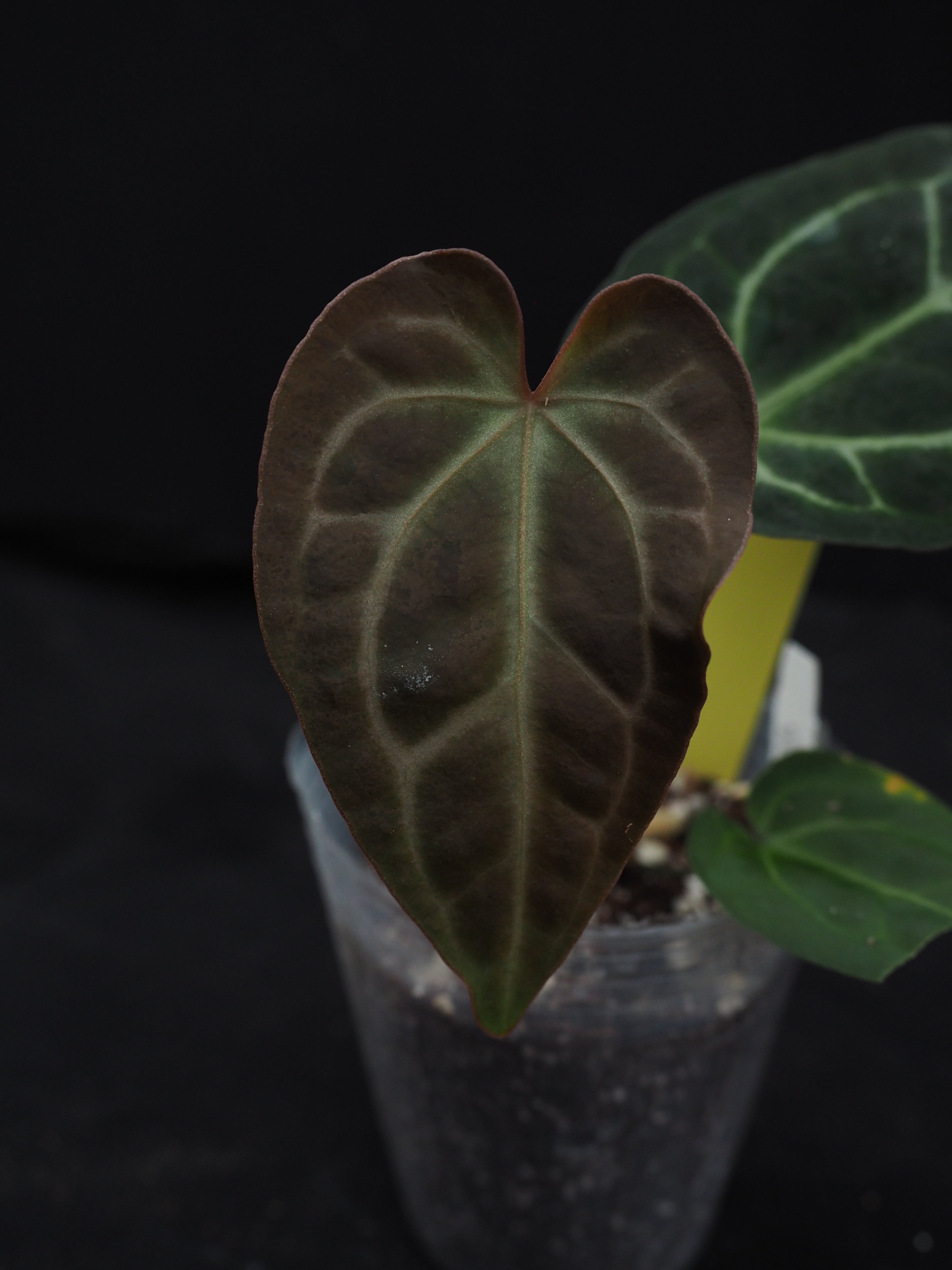 0416 Anthurium SKG Silver x besseae aff