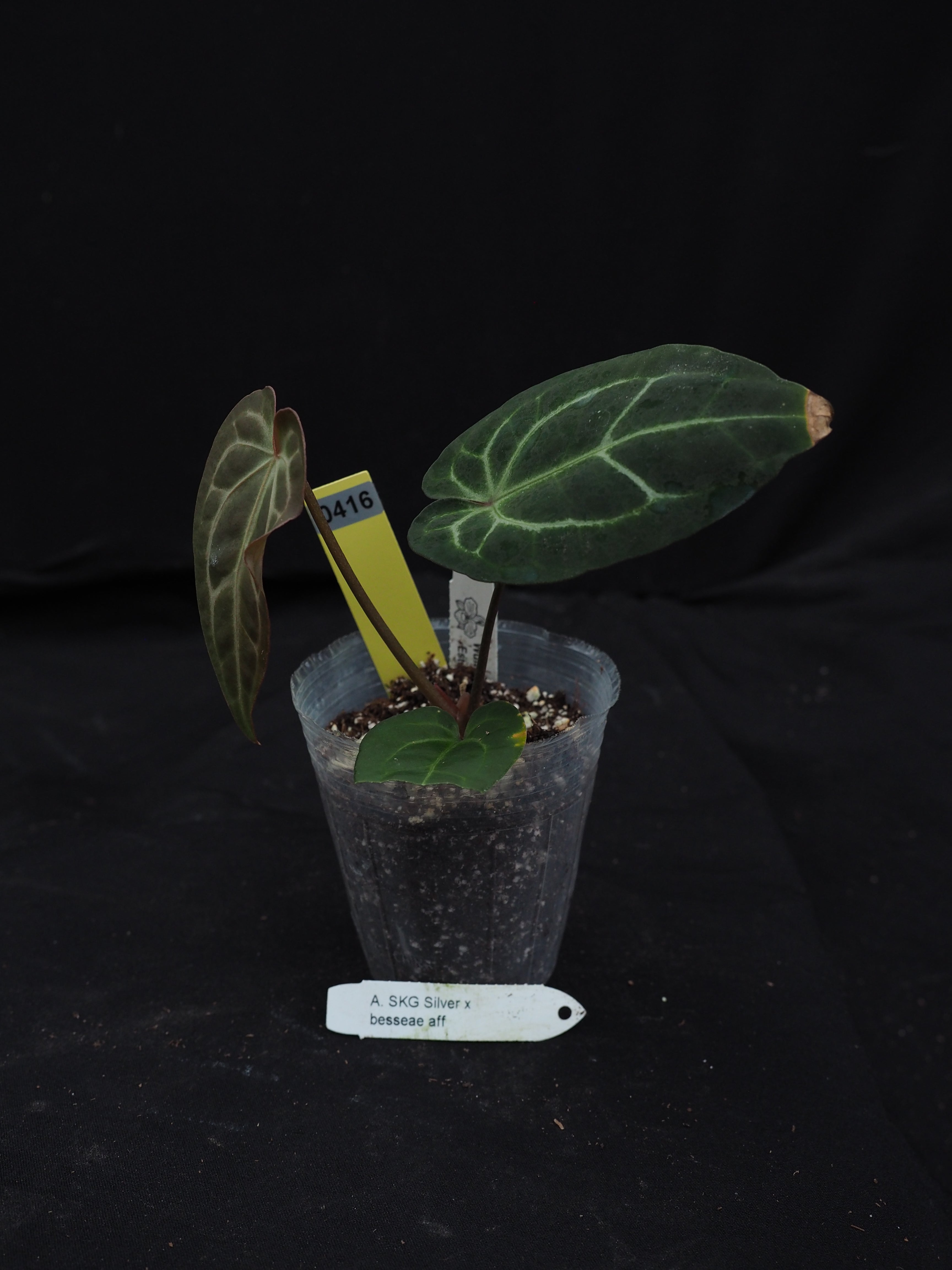 0416 Anthurium SKG Silver x besseae aff