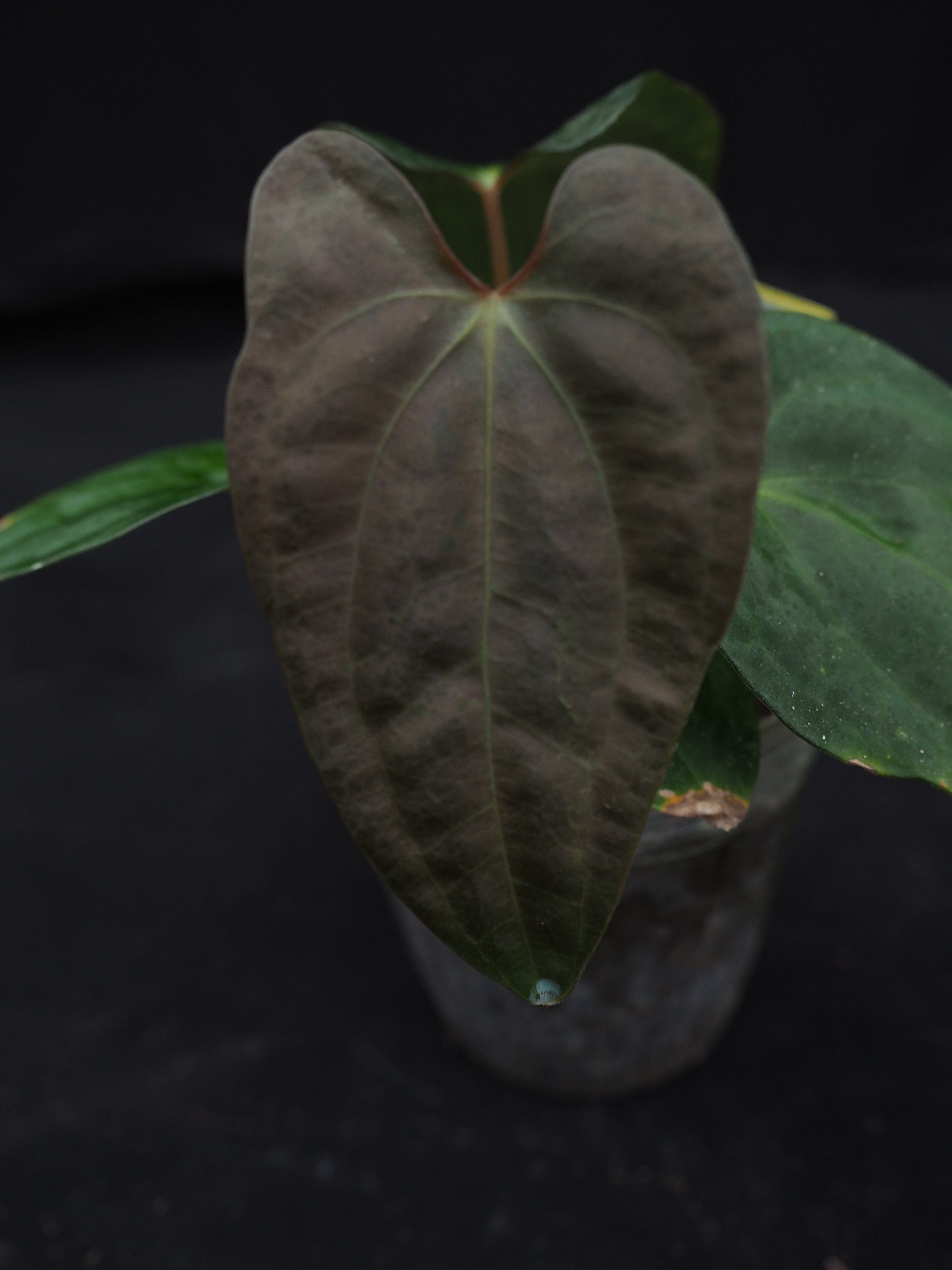 0417 Anthurium portilloi x papillilaminum Wu6