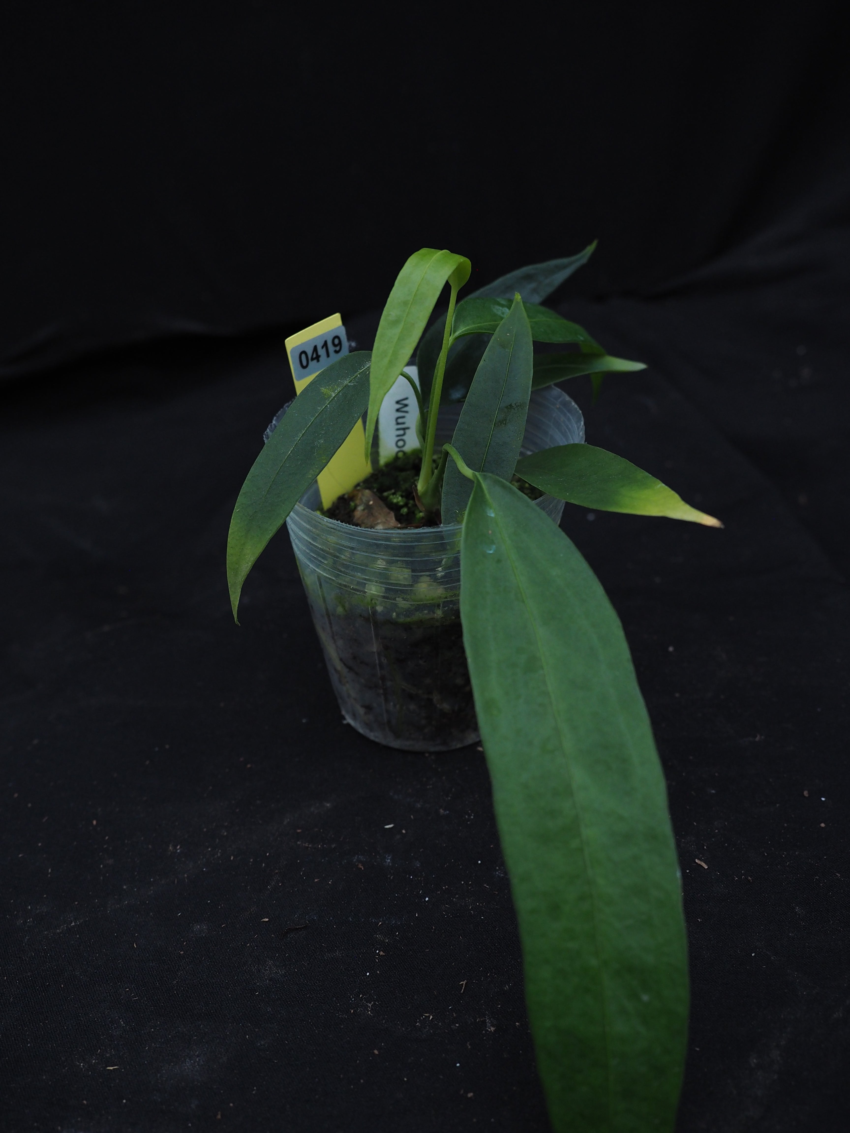 0419 Anthurium wendlingeri