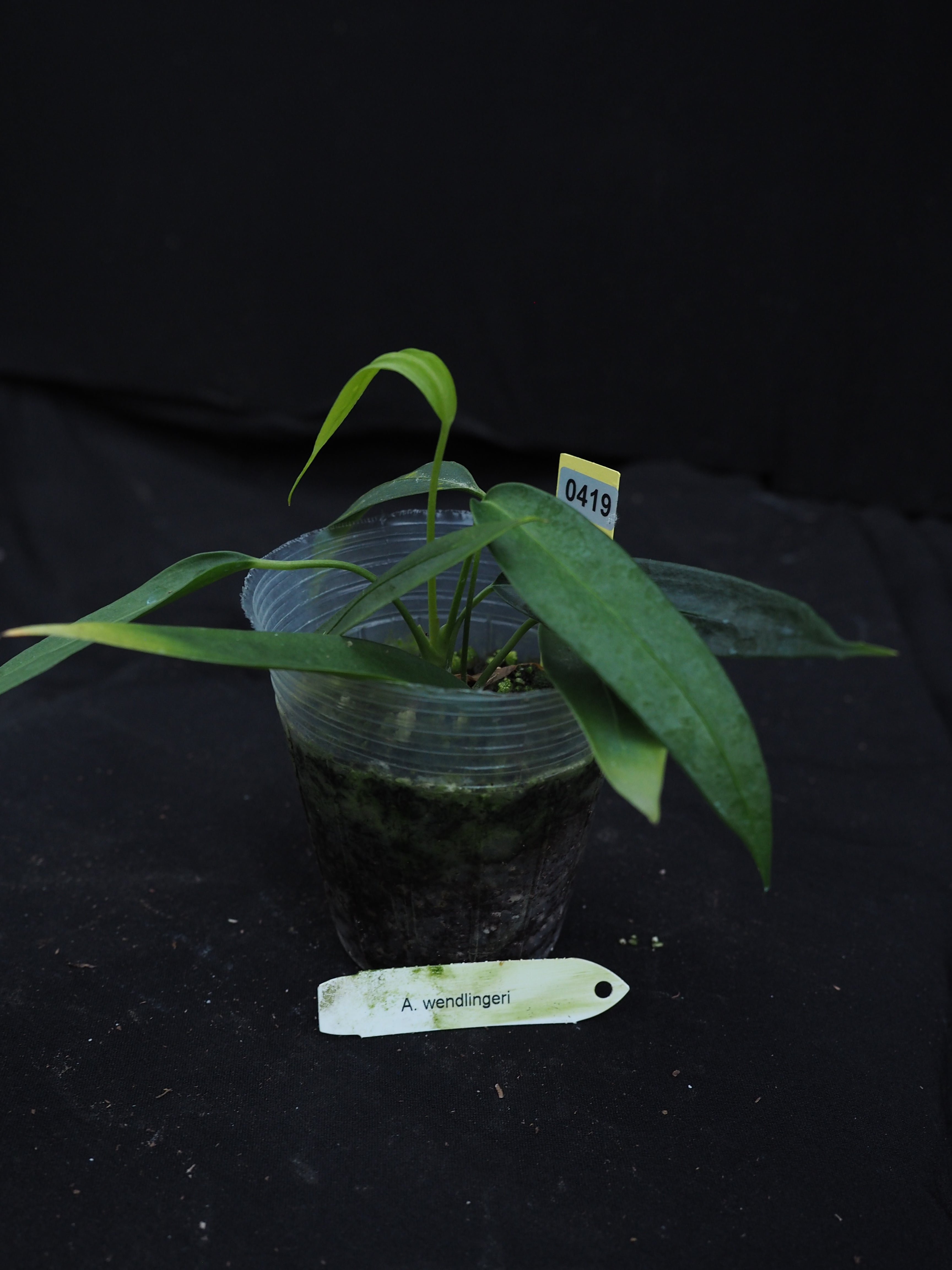 0419 Anthurium wendlingeri