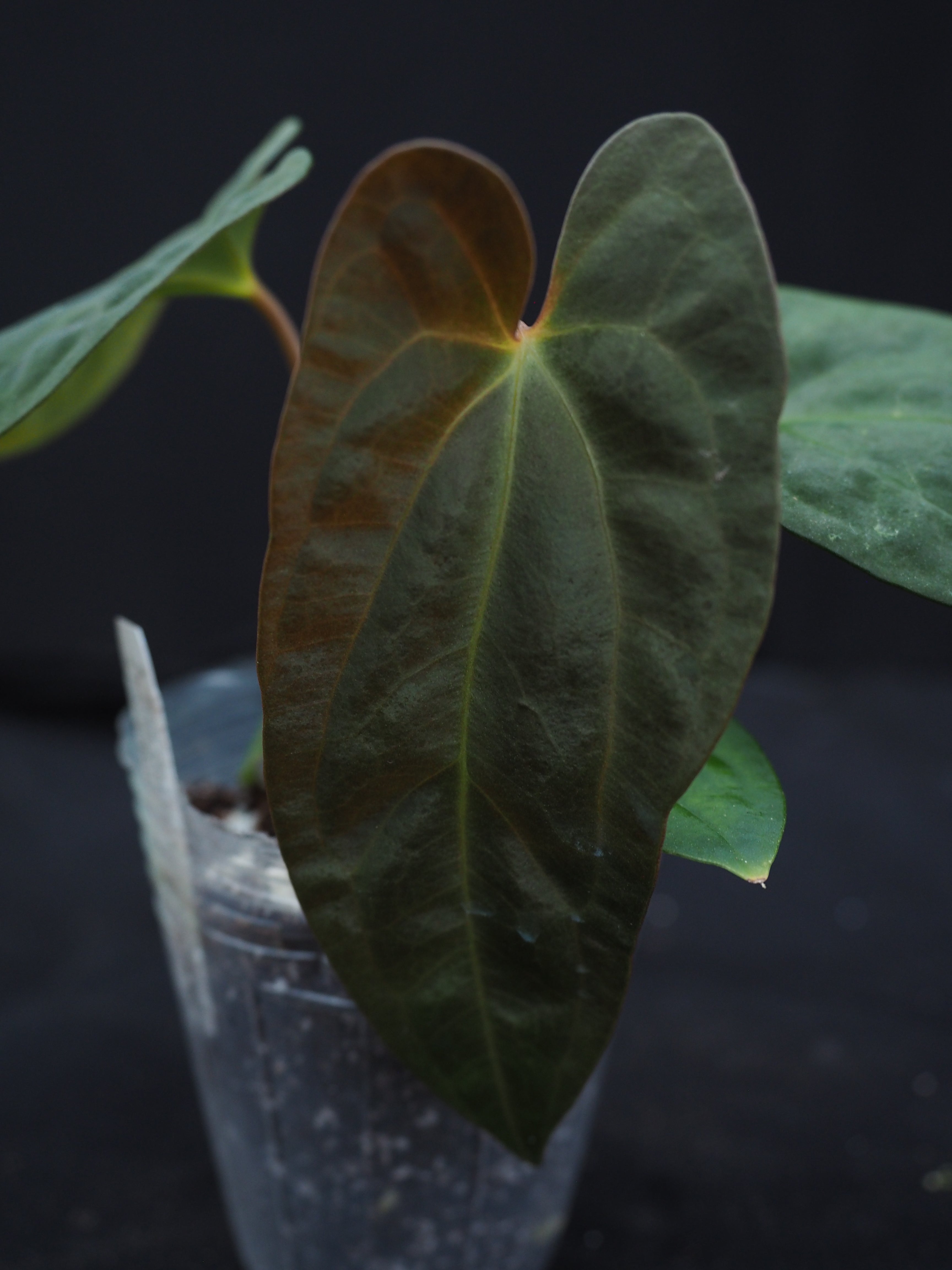 0420 Anthurium Ree Gardens papillilaminum x papillilaminum Voldemort