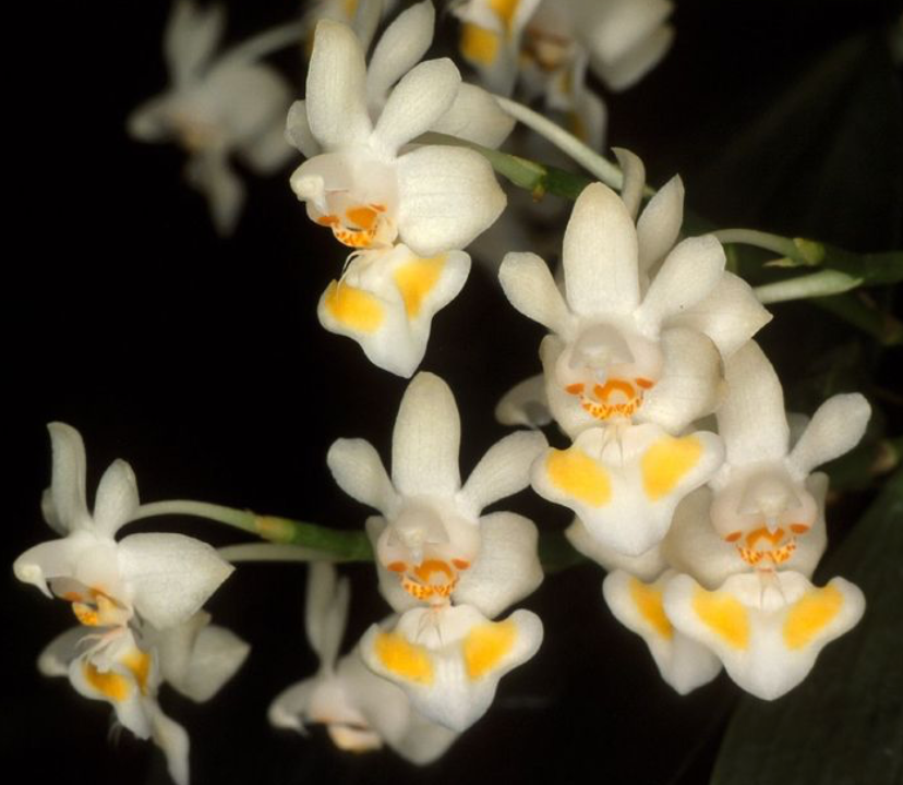 Phalaenopsis gibbosa