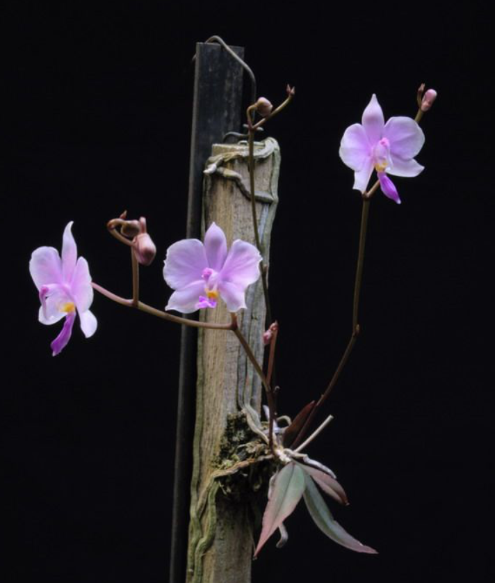 Phalaenopsis lowii