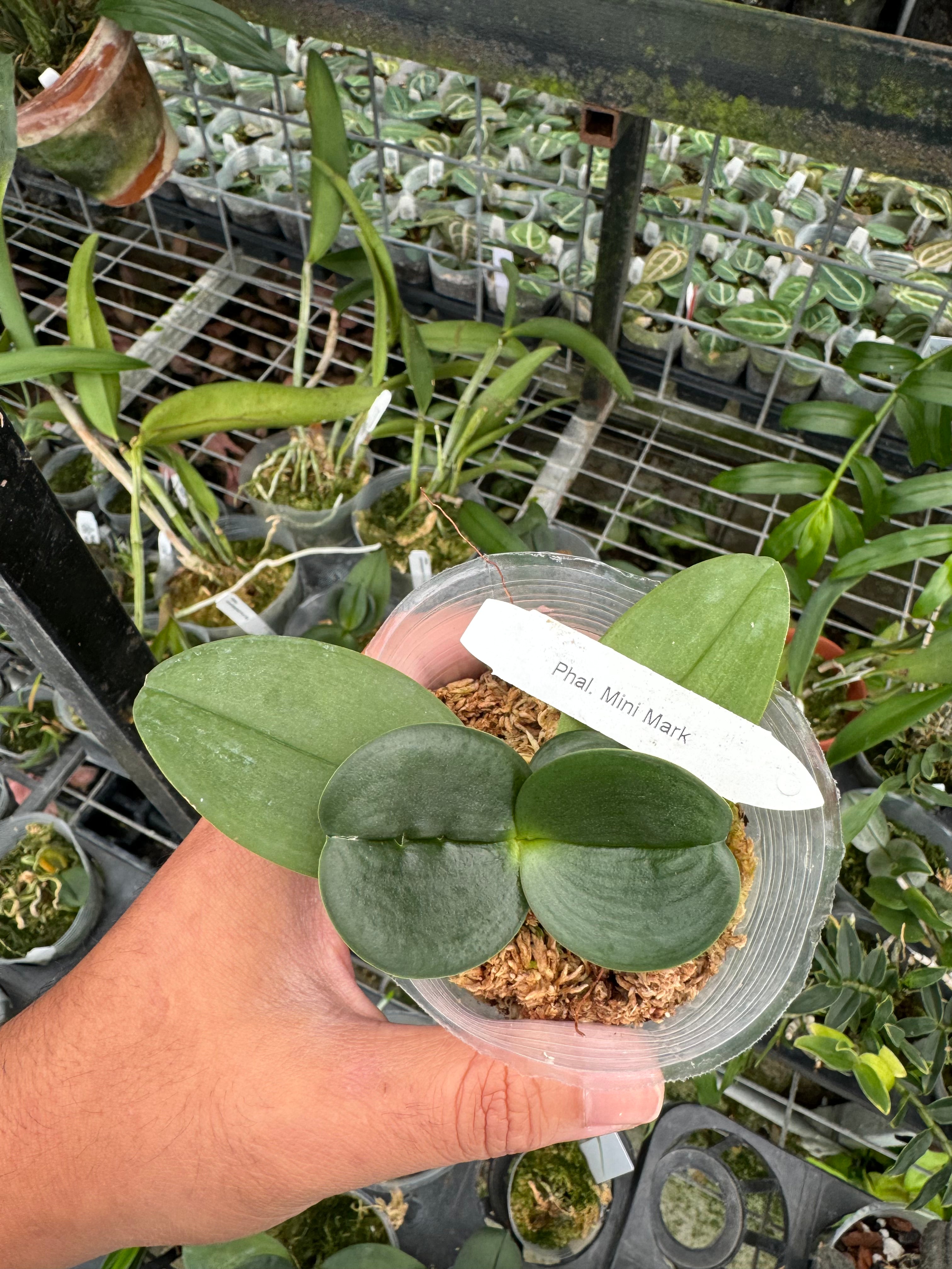 Phalaenopsis Mini Mark