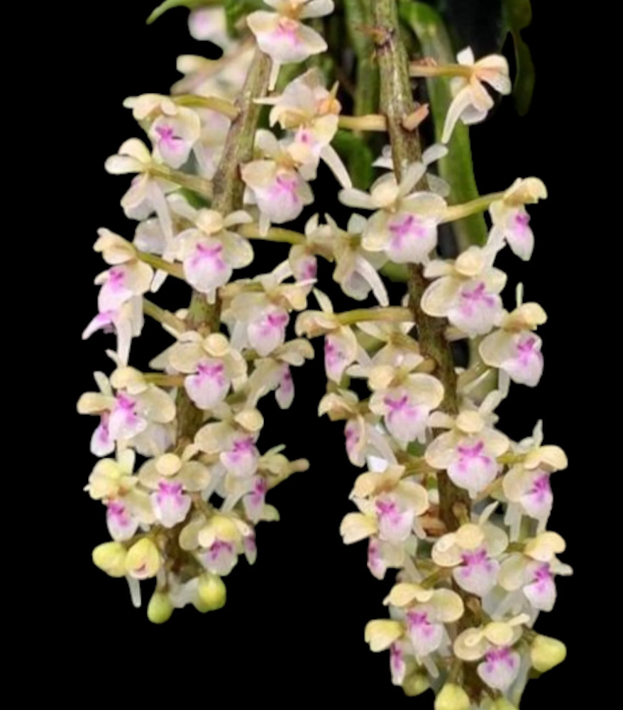 Saccolabiopsis pusilla