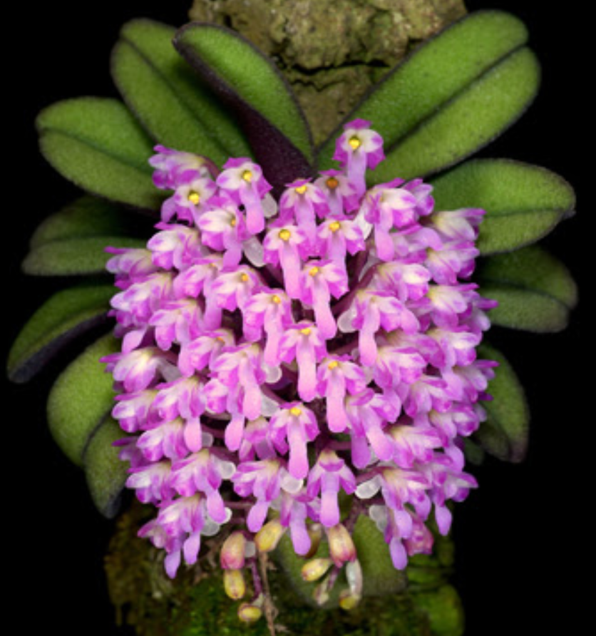 Schoenorchis fragrans