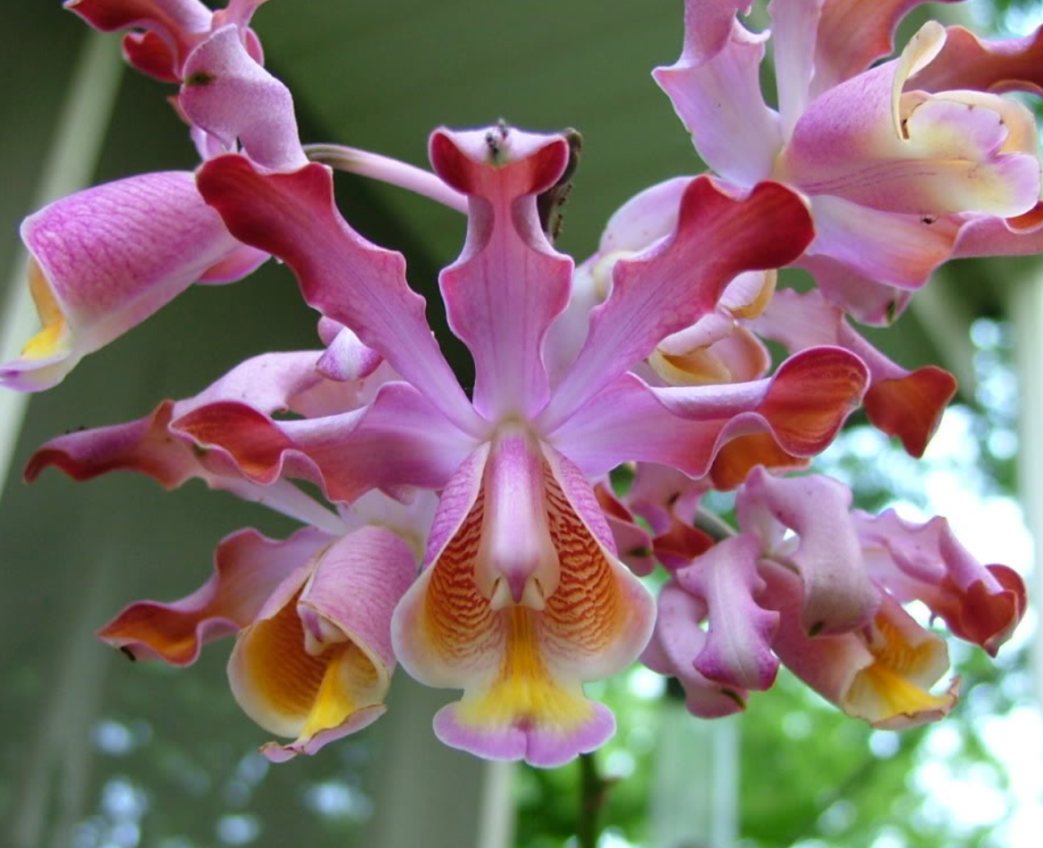 Myrmecophila tibicinis/ Schomburgkia tibicinis, near blooming size