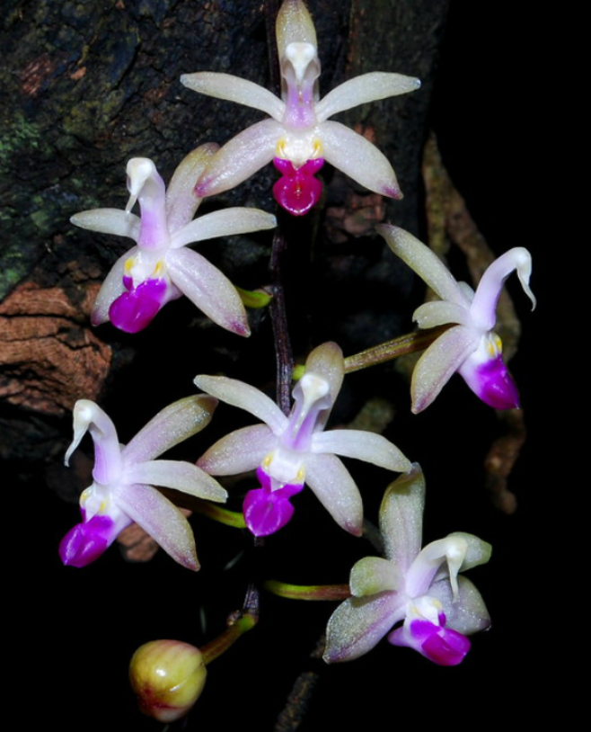 Stereochilus pachyphyllus