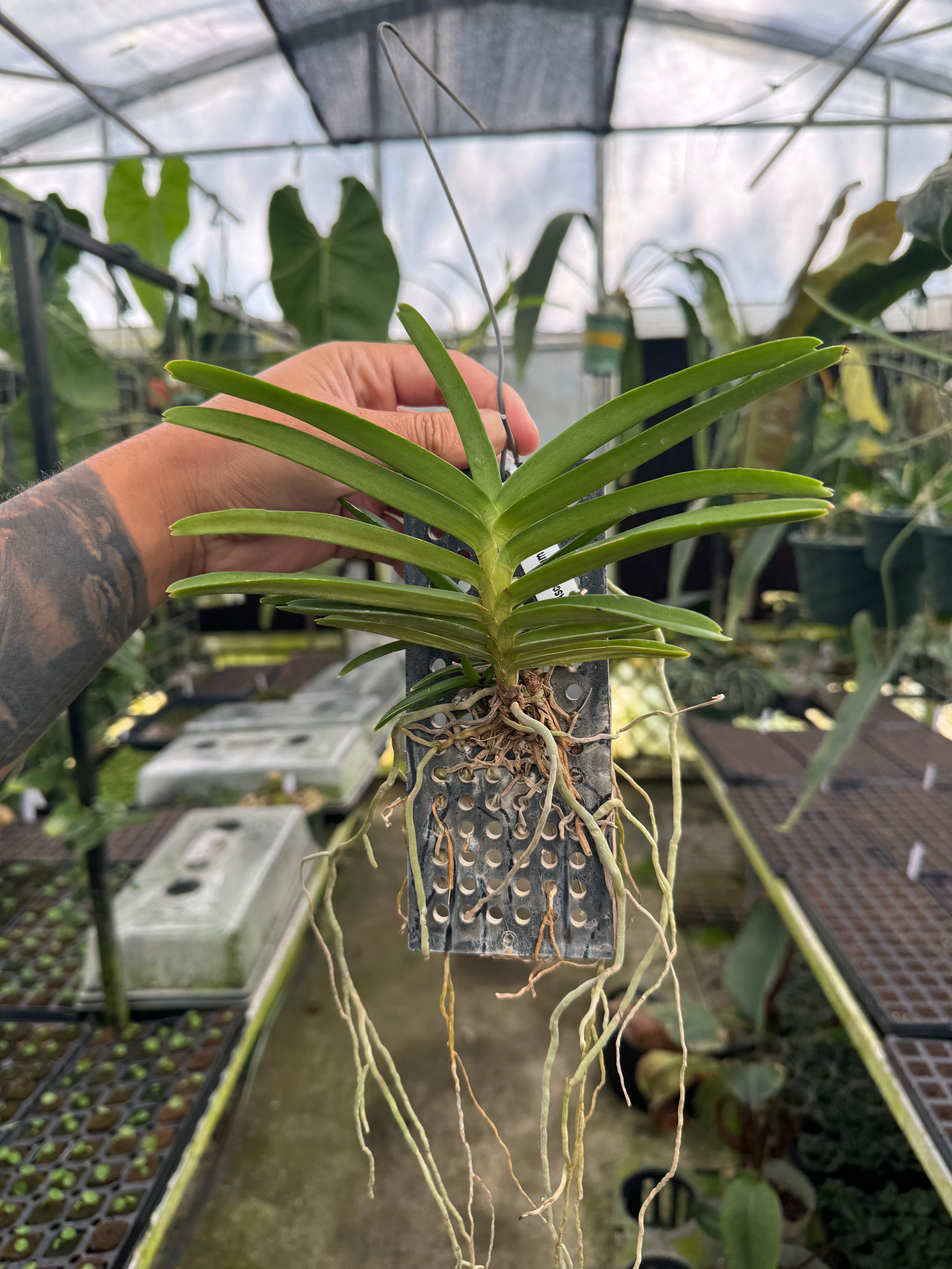 Vanda miniata/Ascocentrum miniatum