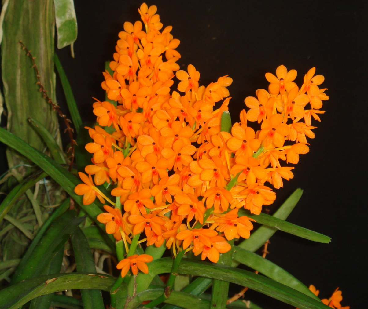 Vanda miniata/Ascocentrum miniatum