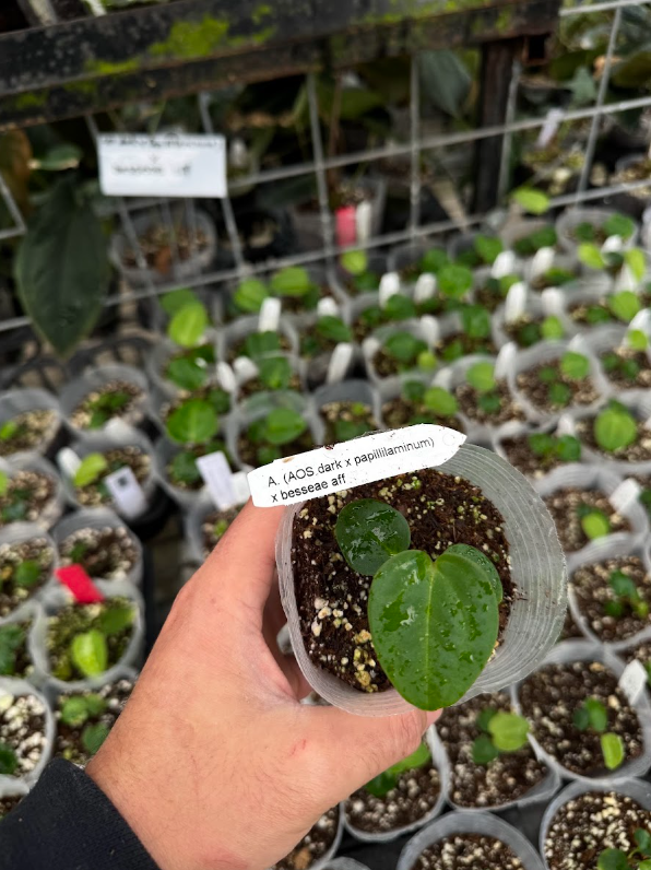 Anthurium (AOS dark form x papillilaminum) x besseae aff