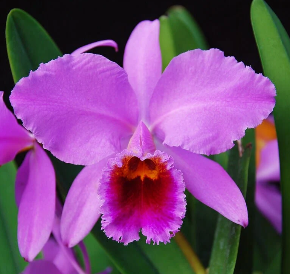 Cattleya percivaliana