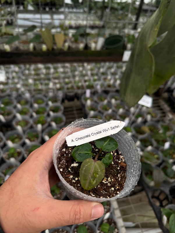 Anthurium Chocolate Crystal selfed