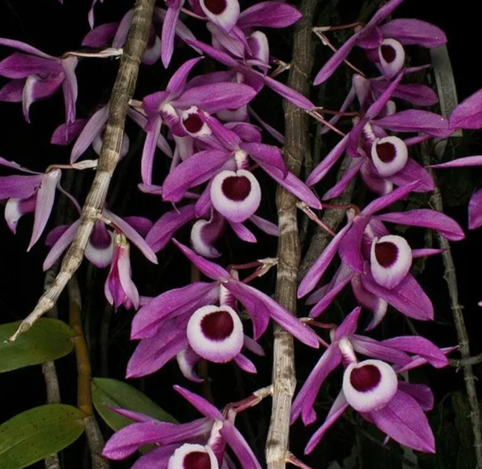 Dendrobium lituiflorum