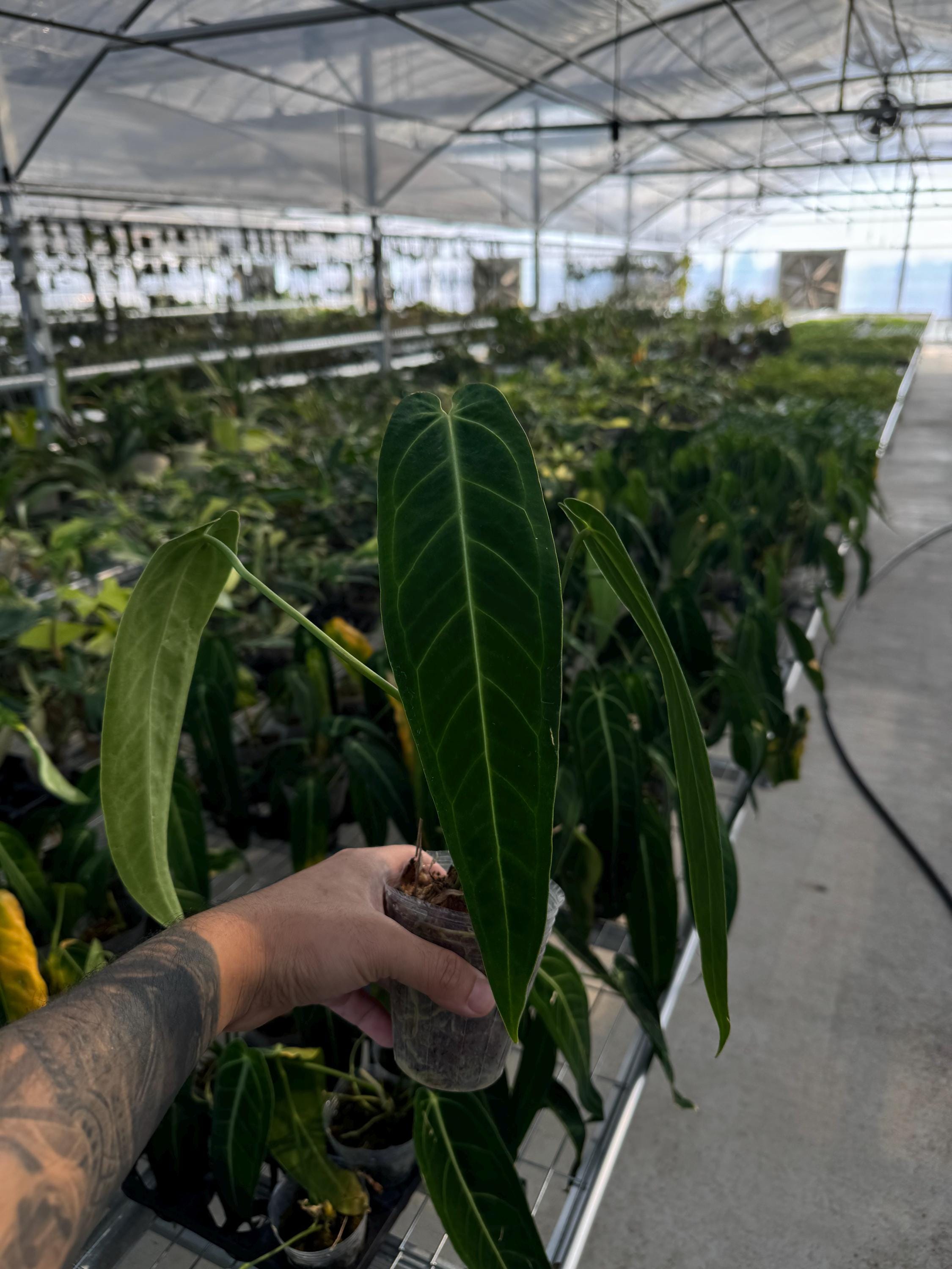Anthurium warocqueanum dark and narrow form (medium)