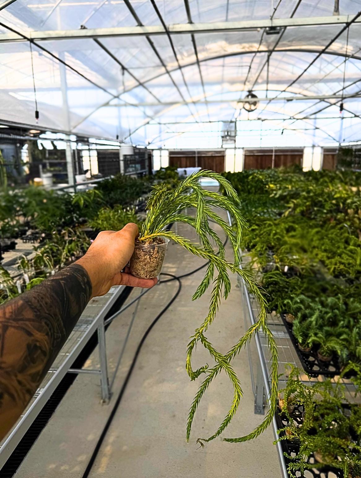 Huperzia carinata Rare Tropical Clubmoss Unique Keeled Foliage Live Houseplant