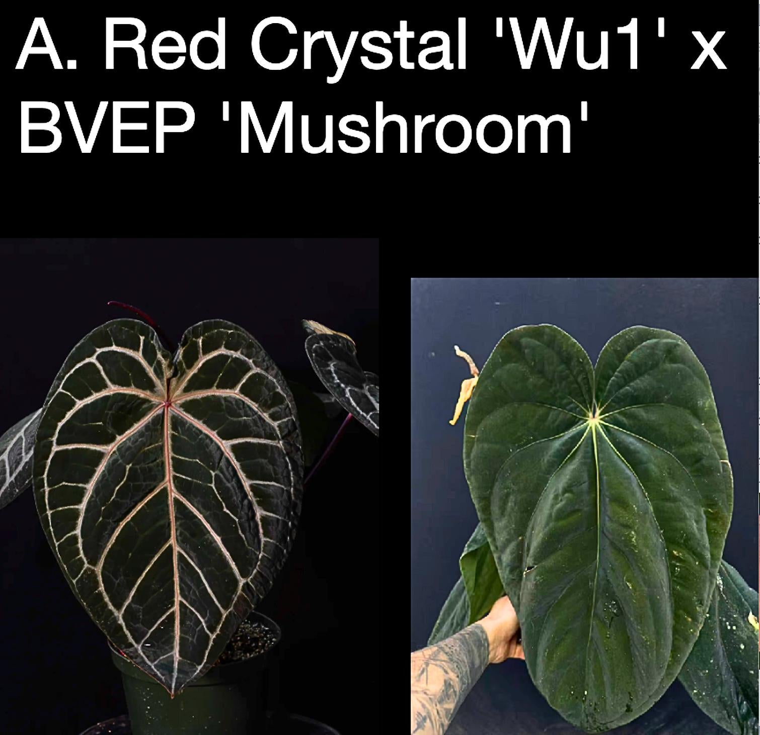 Anthurium Red Crystal ‘Wu1’ x BVEP ‘Mushroom’