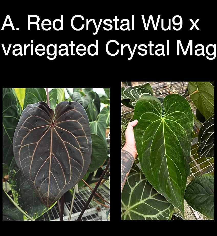 Anthurium Red Crystal ‘Wu9’ x Variegated Crystal Mag • Rare Hybrid • Crystal Lineage Aroid • Collector Anthurium