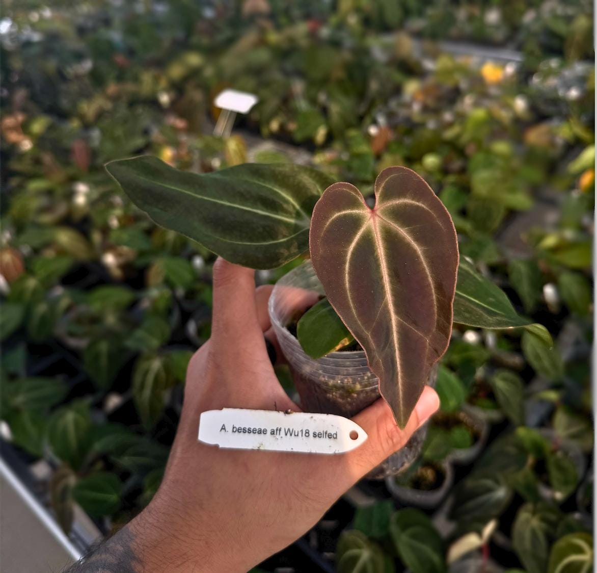 Anthurium besseae aff (Selfed) • Compact Velvet Anthurium • Rare Aroid Species • Stable Traits • Collector Plant I