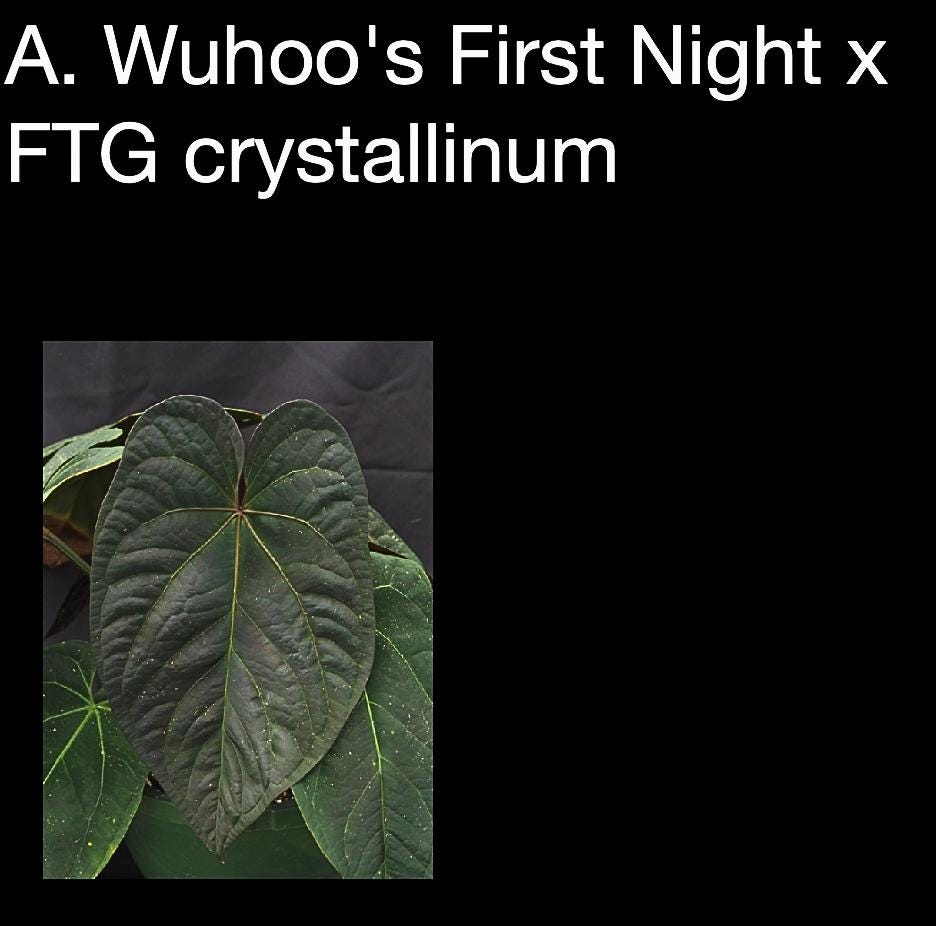 Anthurium Wuhoo’s First Night x FTG crystallinum • Rare Velvet Hybrid • Silver Veined Anthurium • Collector Aroid