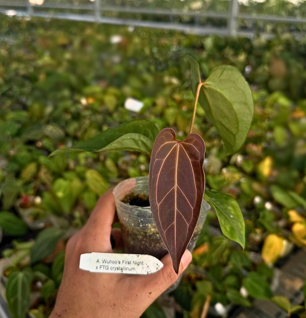 Anthurium Wuhoo’s First Night x FTG crystallinum • Rare Velvet Hybrid • Silver Veined Anthurium • Collector Aroid