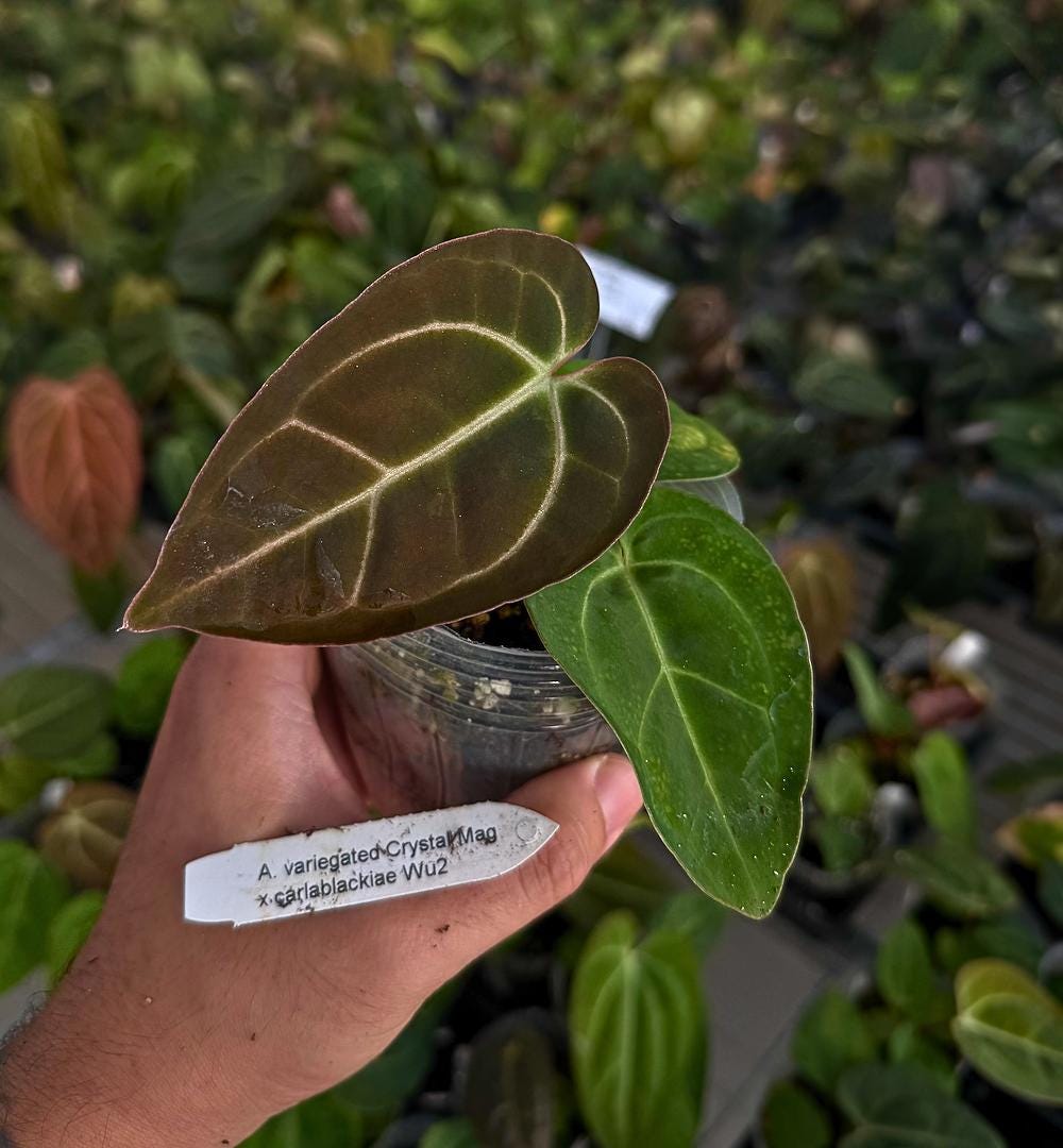 Anthurium  Crystal Mag Variegated x carlablackiae ‘Wu2’