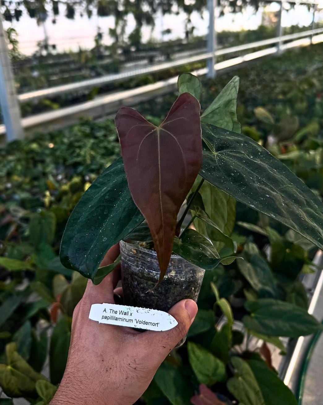 Anthurium ‘The Wall’ x papillilaminum ‘Voldemort’ • Dark Velvet Hybrid • Rare Collector Anthurium • Elite Aroid