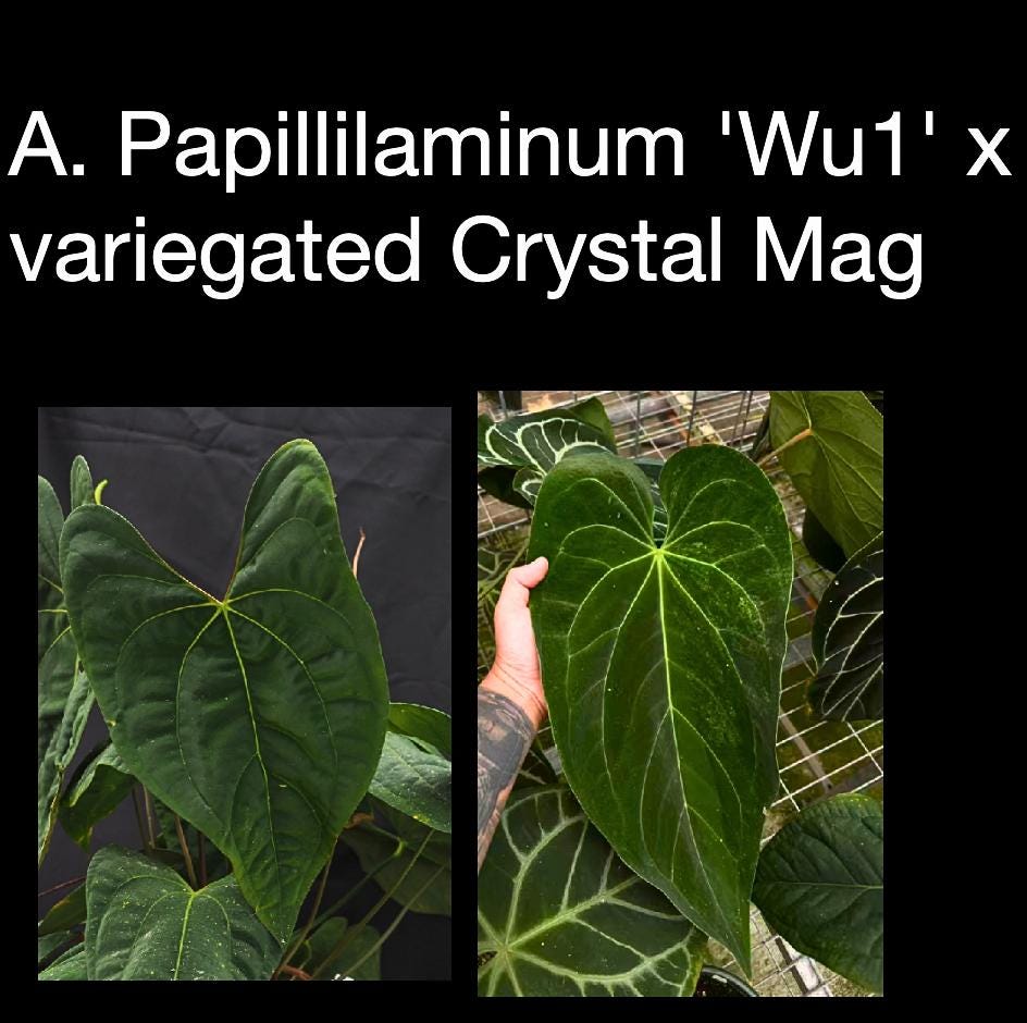 Anthurium papillilaminum ‘Wu1’ x Variegated Crystal Mag •