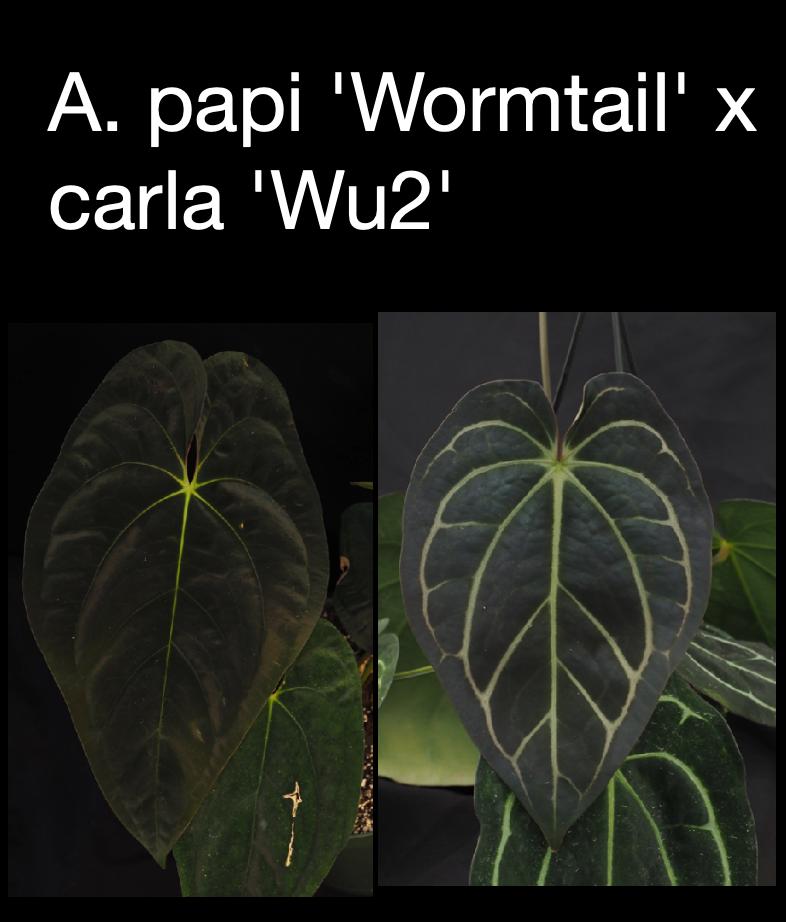 Anthurium papillilaminum ‘Wormtail’ × carlablackiae ‘Wu2’