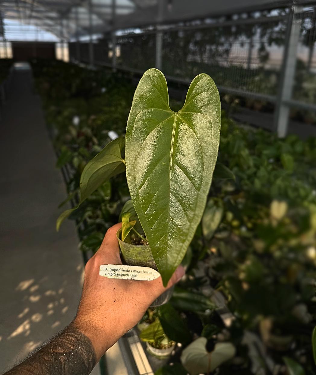 Anthurium (regale verde × magnificum) × nigrolaminum ‘Gigi’