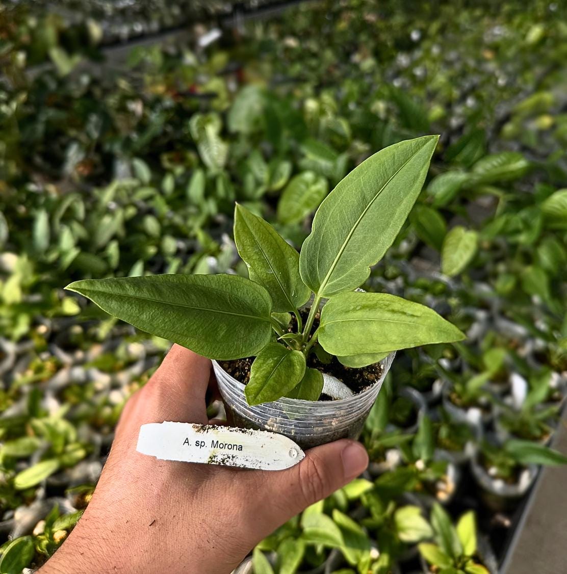 Anthurium sp. ‘Morona’