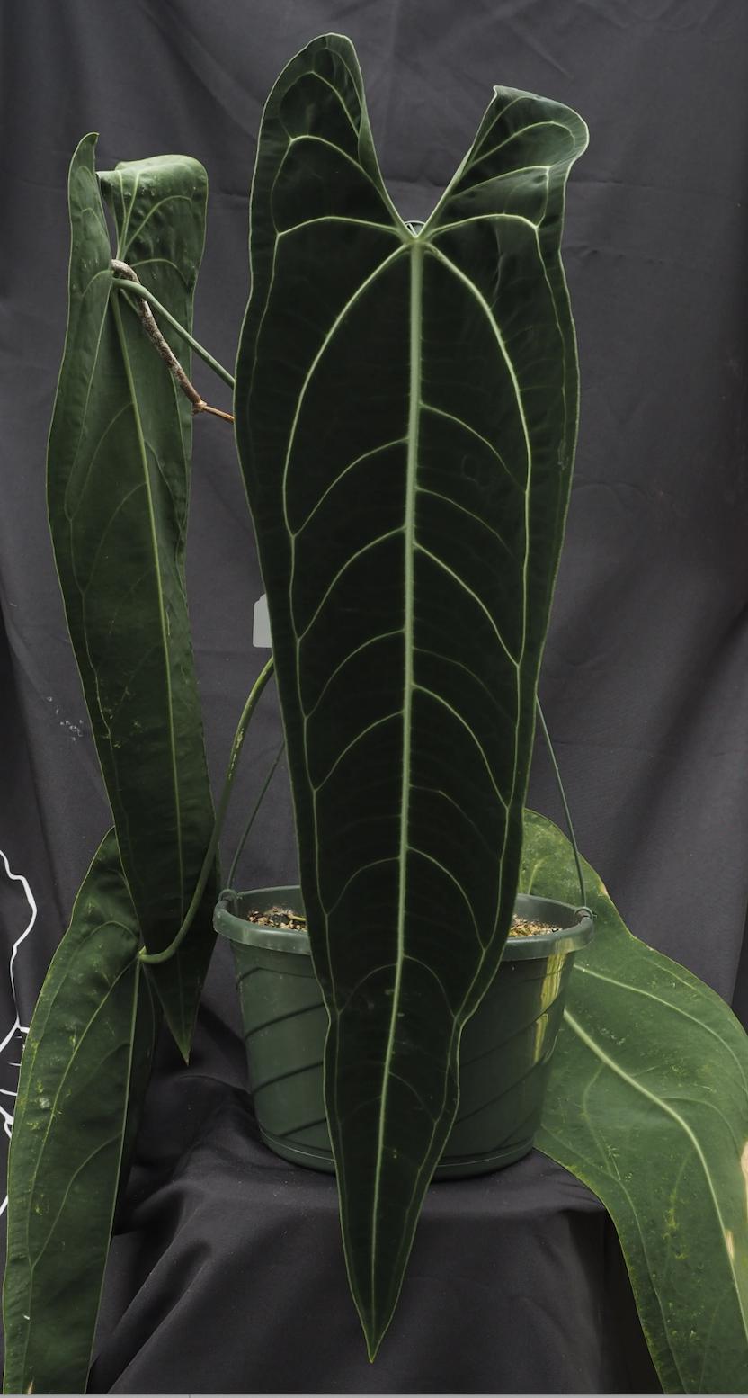 Anthurium warocqueanum dark and narrow form (medium)