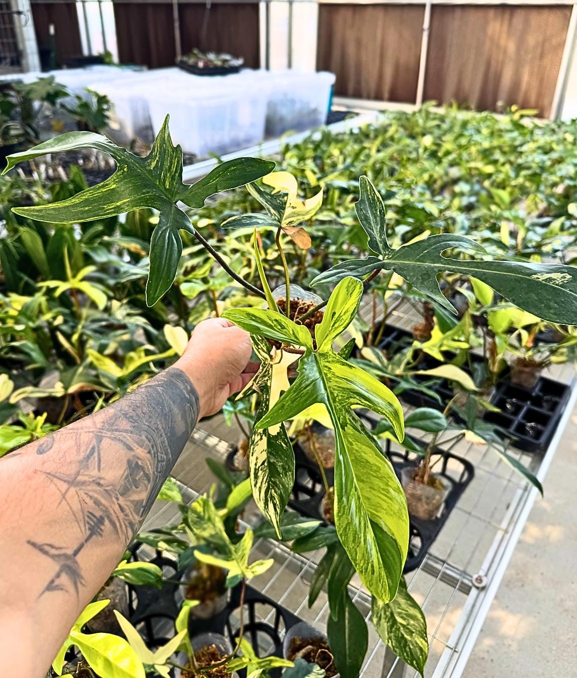 Philodendron Florida Beauty