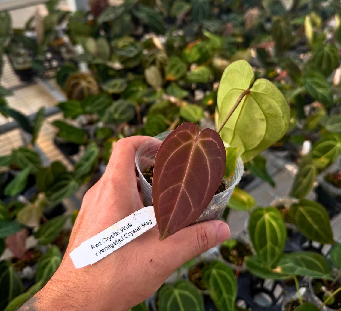 Anthurium Red Crystal ‘Wu9’ x Variegated Crystal Mag • Rare Hybrid • Crystal Lineage Aroid • Collector Anthurium