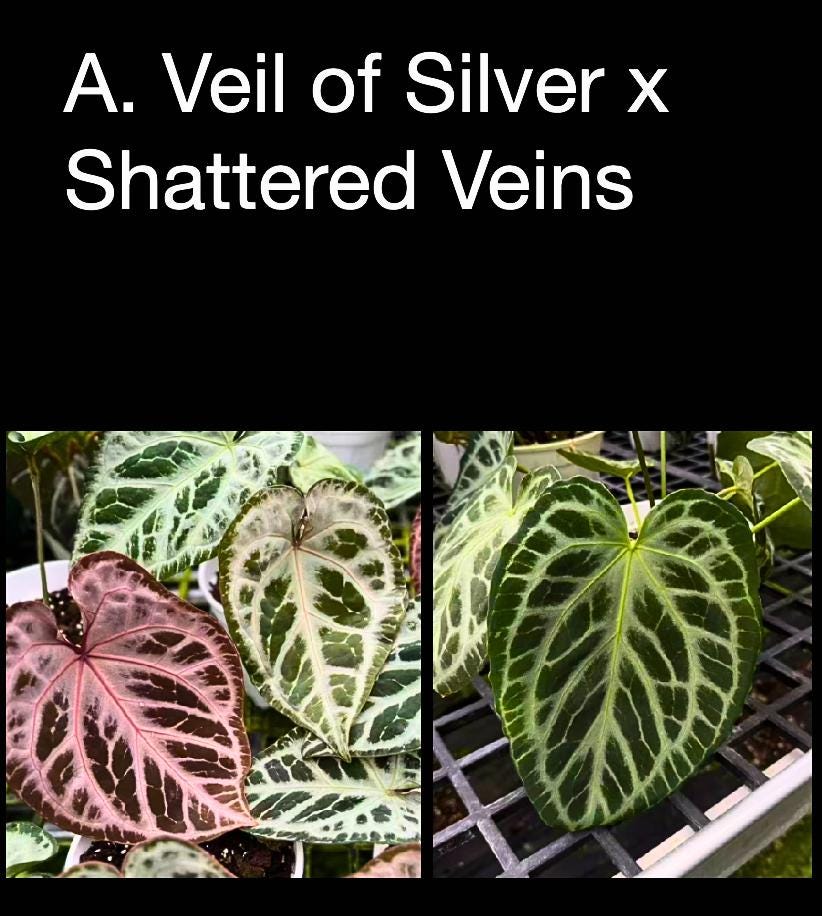 Anthurium Veil of Silver x Shattered Veins • Rare Hybrid • High-Contrast Veined Anthurium • Collector Aroid