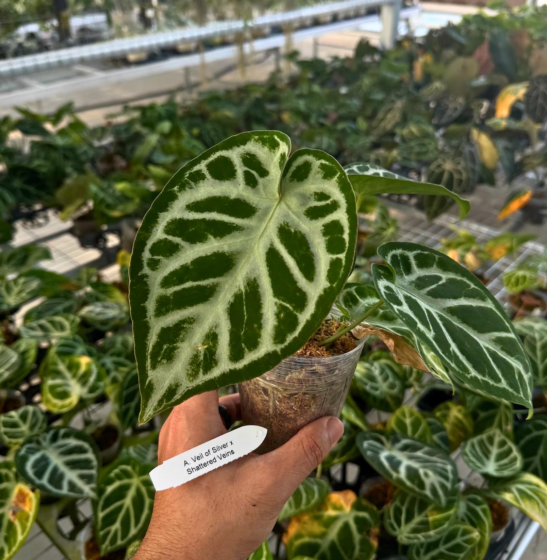 Anthurium Veil of Silver x Shattered Veins • Rare Hybrid • High-Contrast Veined Anthurium • Collector Aroid