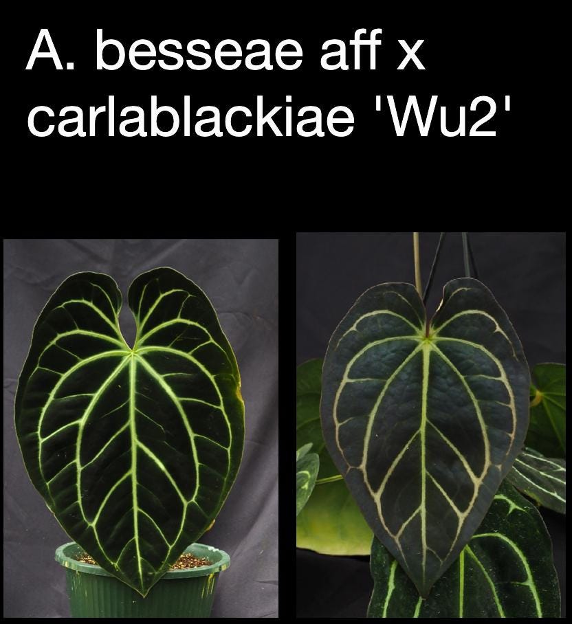 Anthurium besseae aff x carlablackiae ‘Wu2’
