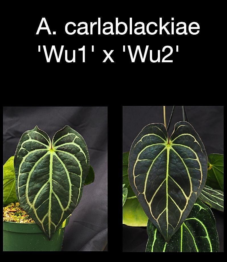 Anthurium carlablackiae ‘Wu1’ x ‘Wu2’